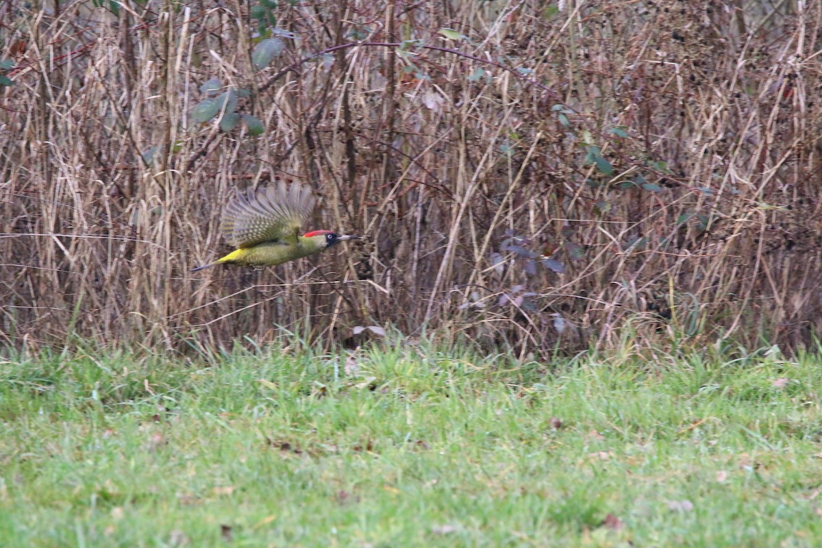 Eurasian Green Woodpecker - ML195767531