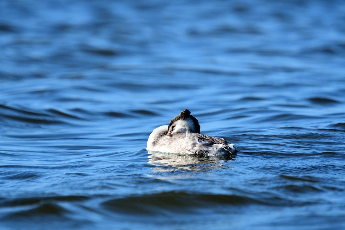 Great Crested Grebe - ML195767631