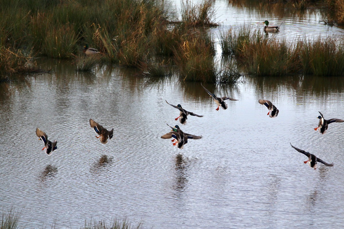 Mallard - ML195767731