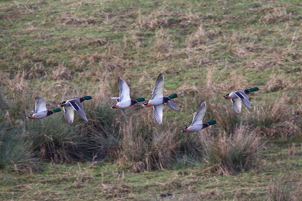 Mallard - ML195767751
