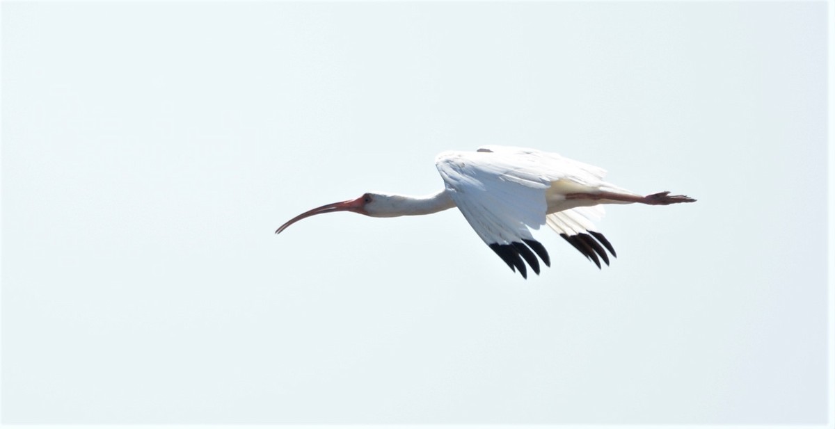 White Ibis - Ricardo Aguilar