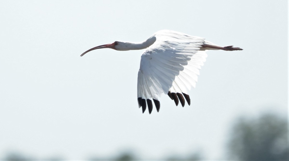 White Ibis - Ricardo Aguilar