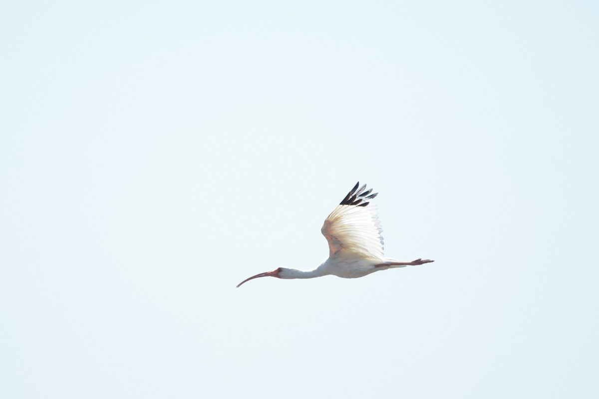 White Ibis - Ricardo Aguilar