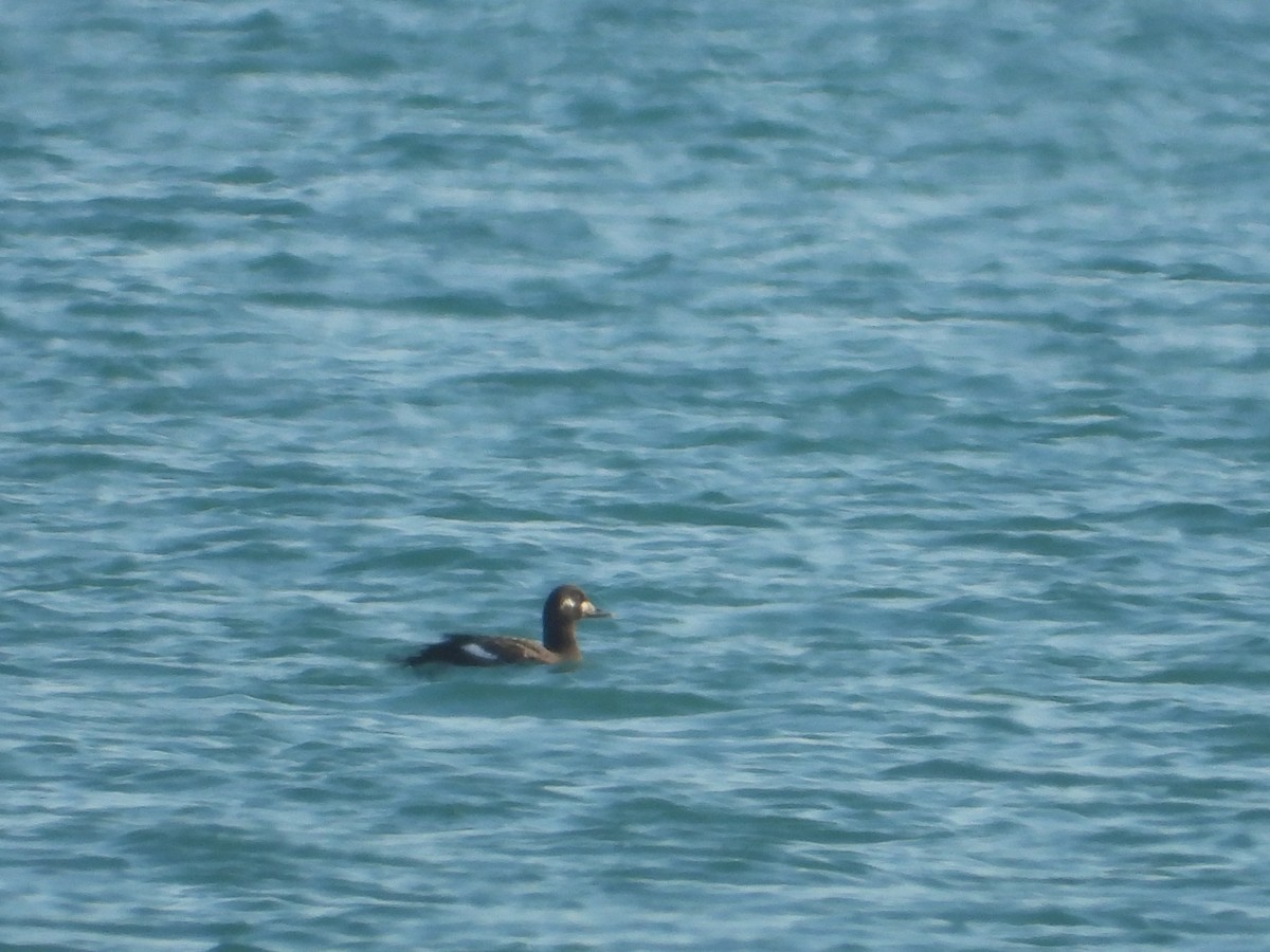 Velvet Scoter - Gaspar Diaz