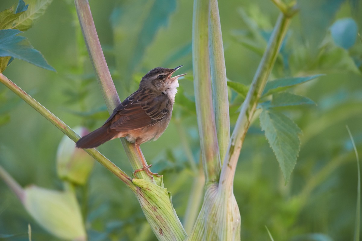 Pallas's Grasshopper Warbler - ML195770861