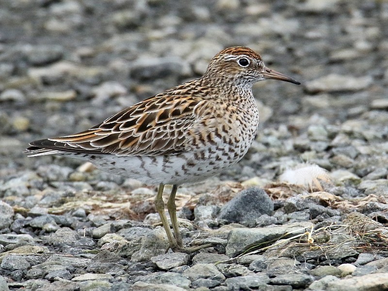 Sharp-tailed Sandpiper - Pavel Parkhaev