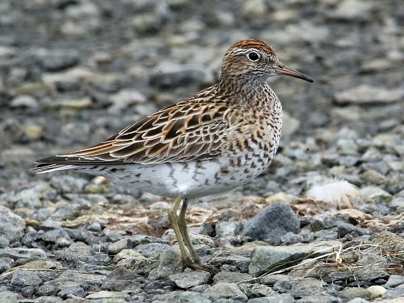 Sharp-tailed Sandpiper - ML195771111