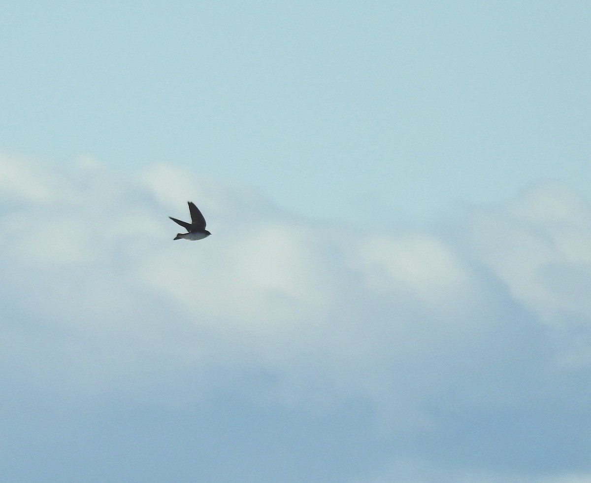 Golondrina Bicolor - ML195771331