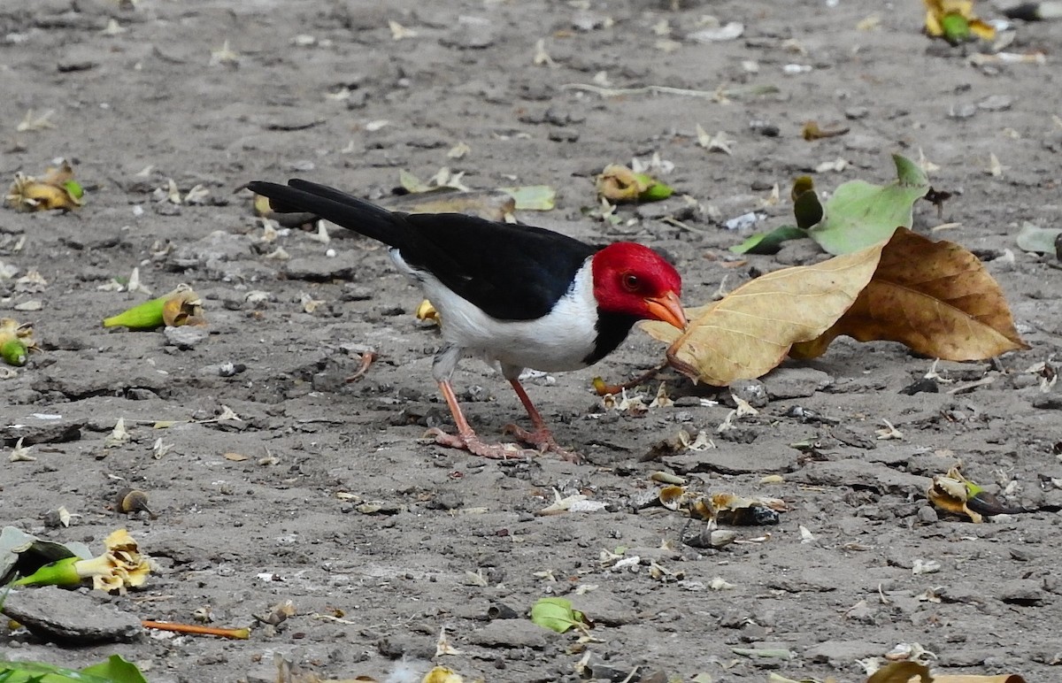 Yellow-billed Cardinal - ML195771351