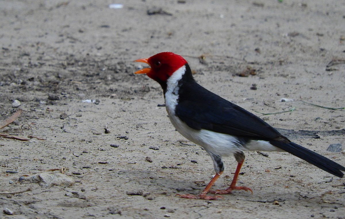 Yellow-billed Cardinal - ML195771361