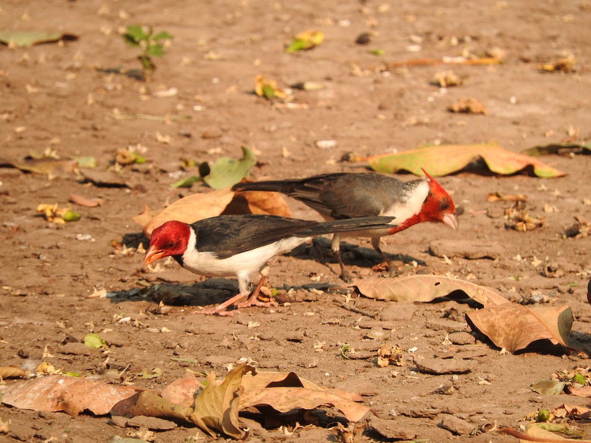 Yellow-billed Cardinal - ML195771371