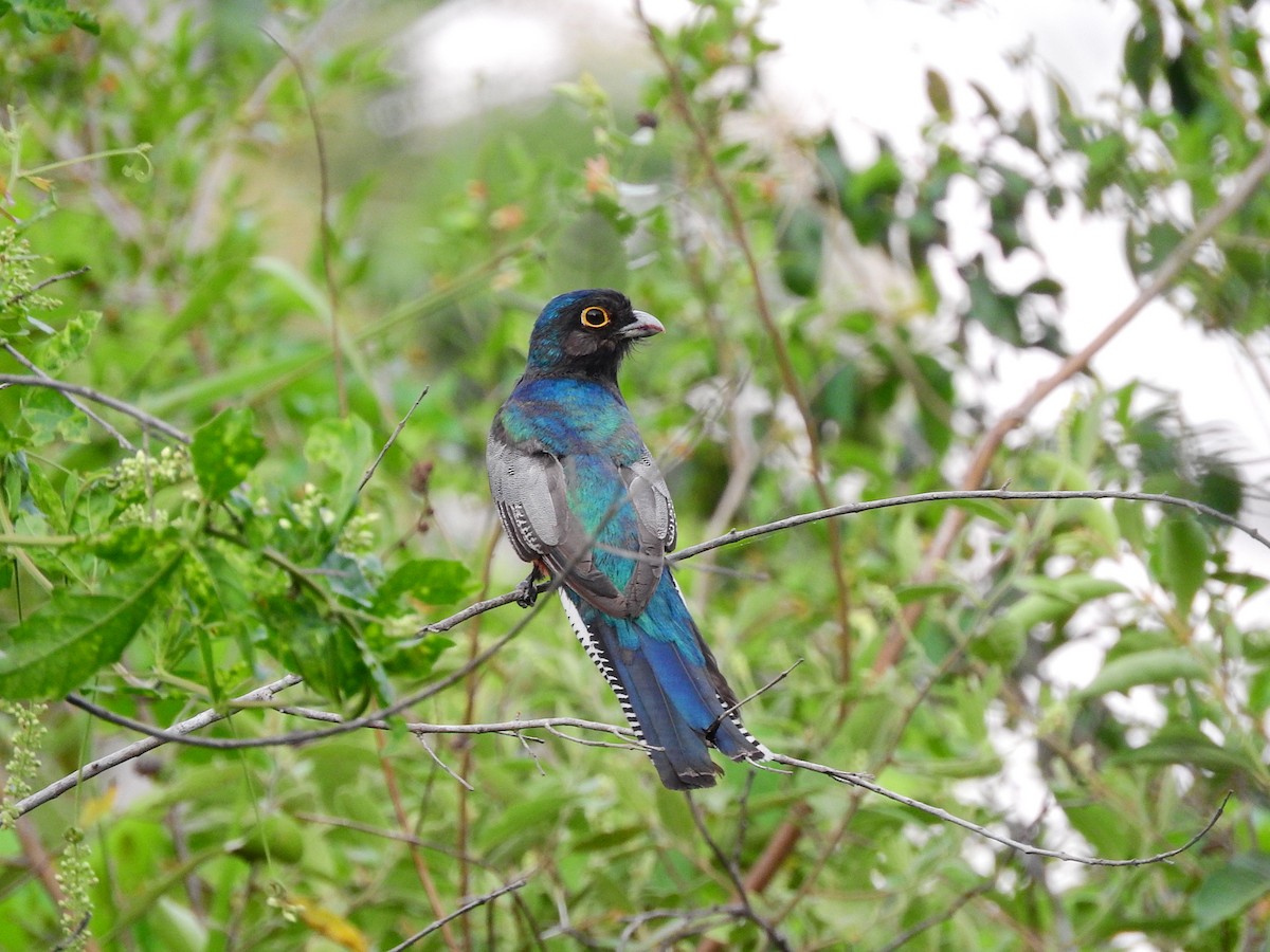 trogon modrotemenný - ML195771601