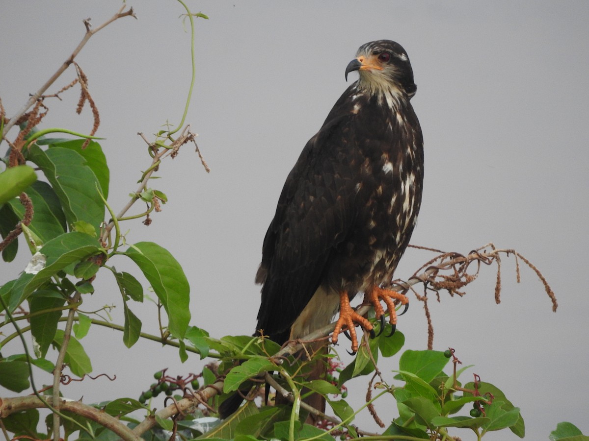 Schneckenbussard - ML195771701