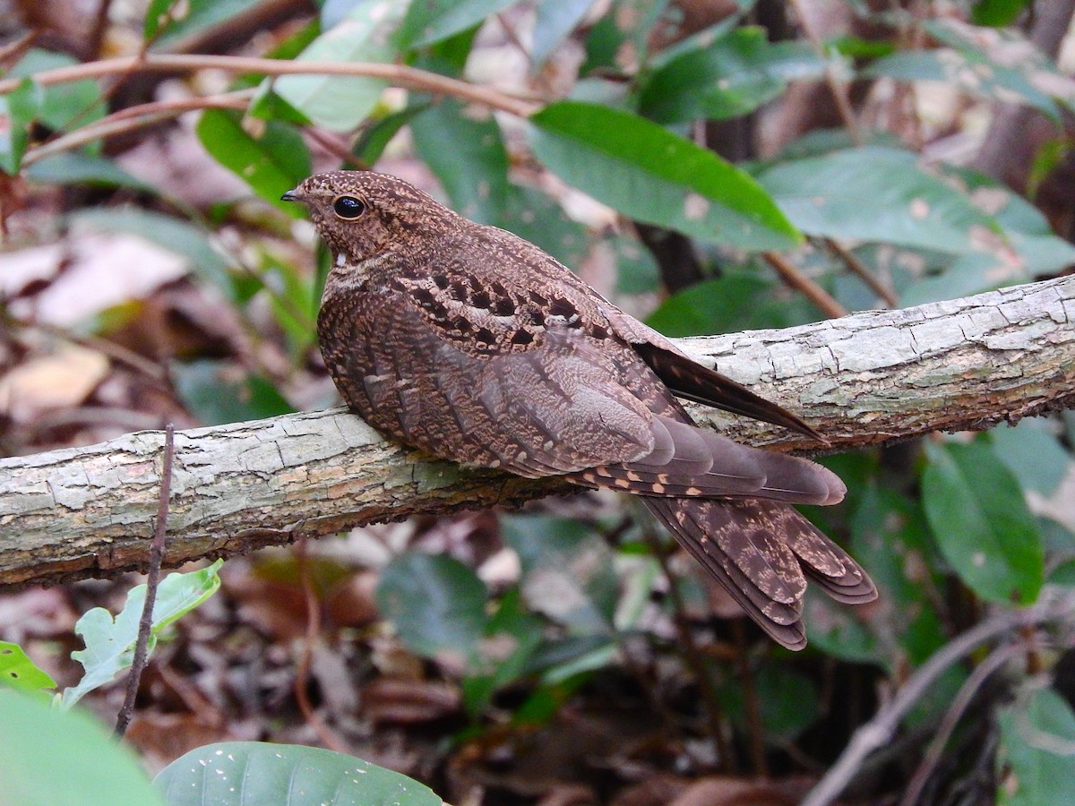 Band-tailed Nighthawk - Luis Recalde