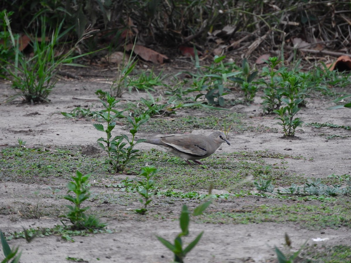 Picui Ground Dove - ML195774081