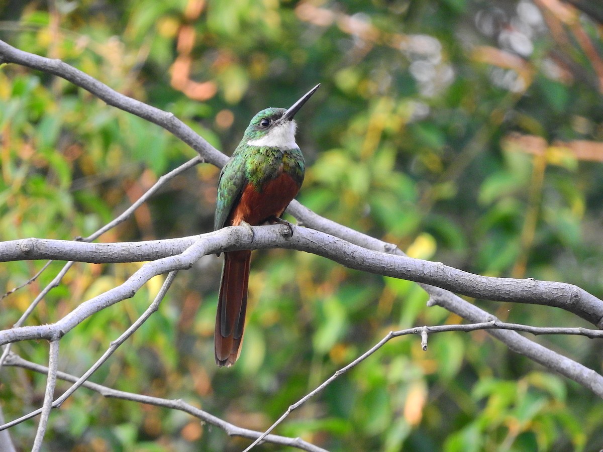 Rufous-tailed Jacamar - Luis Recalde