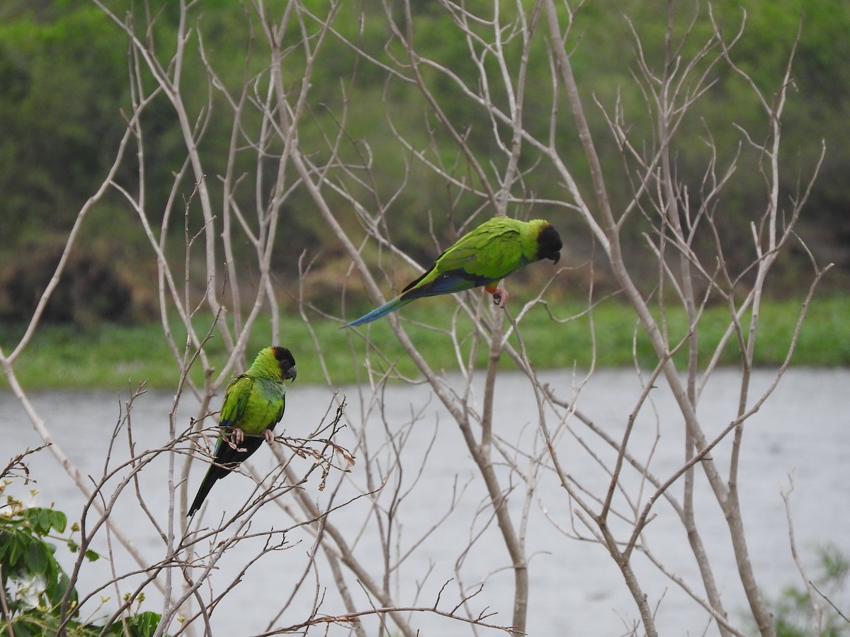 Nanday Parakeet - ML195774431