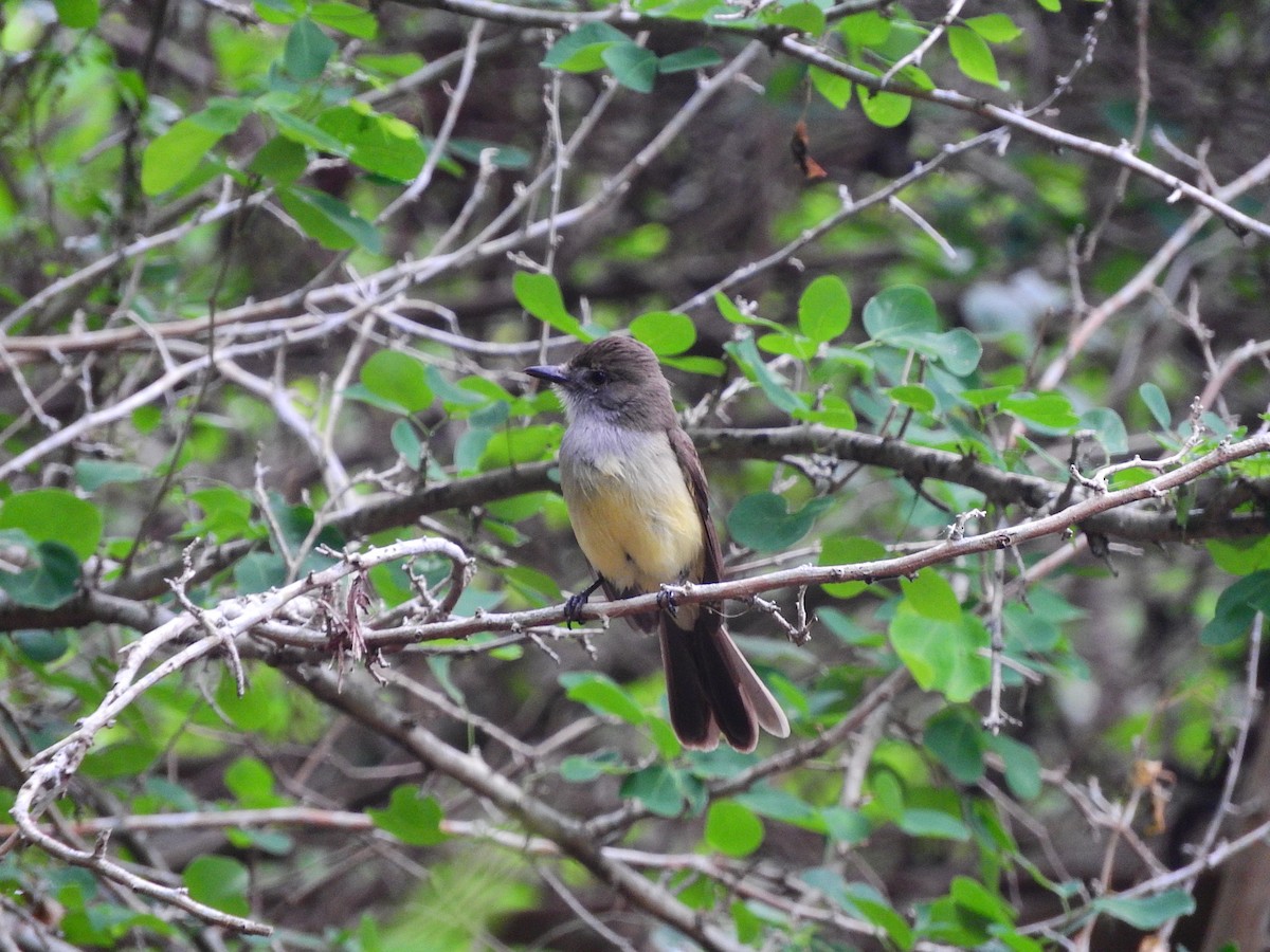 Short-crested Flycatcher - ML195774691