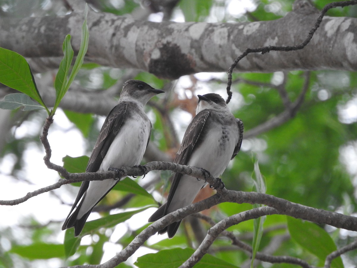 Brown-chested Martin - ML195774751