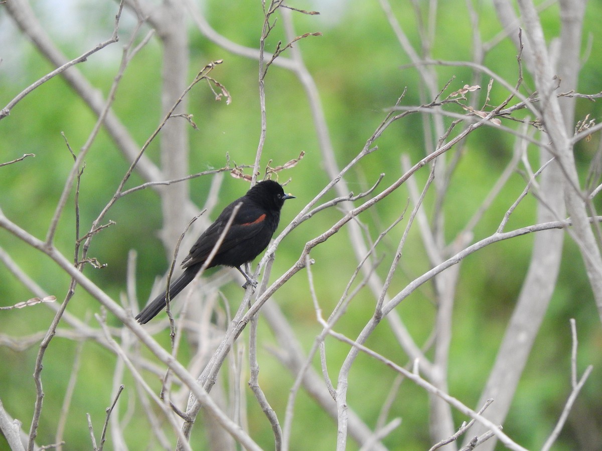 Variable Oriole - ML195774981