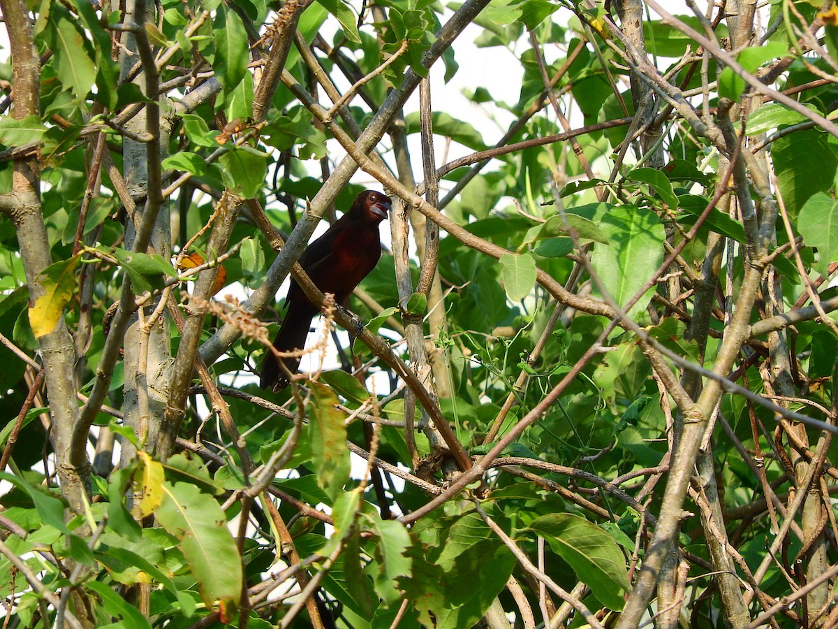 Silver-beaked Tanager - ML195775161