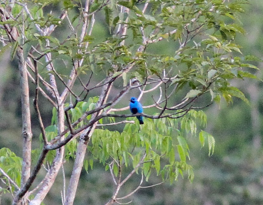Blue Cotinga - ML195776881
