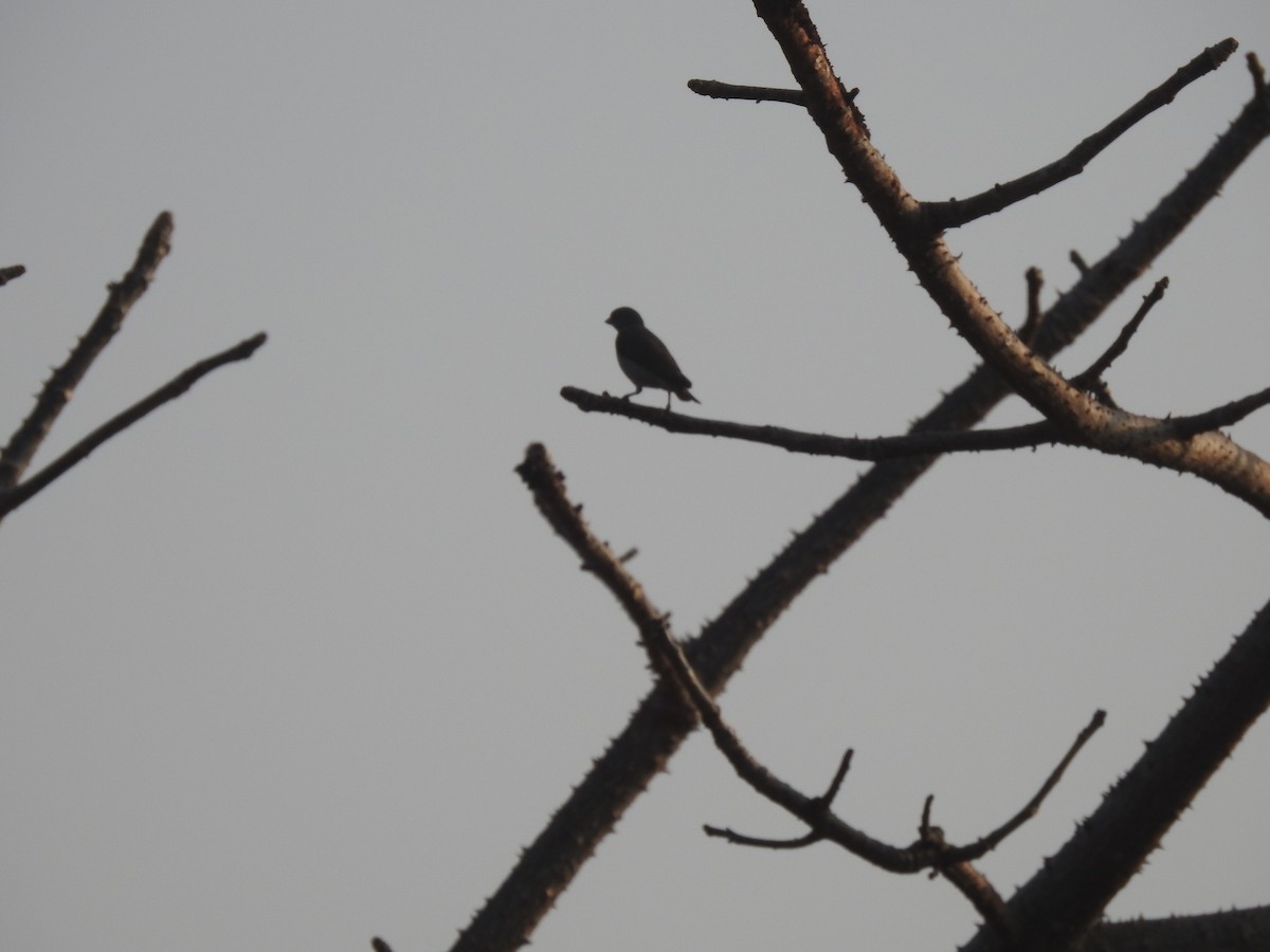 Thick-billed Flowerpecker - ML195777151