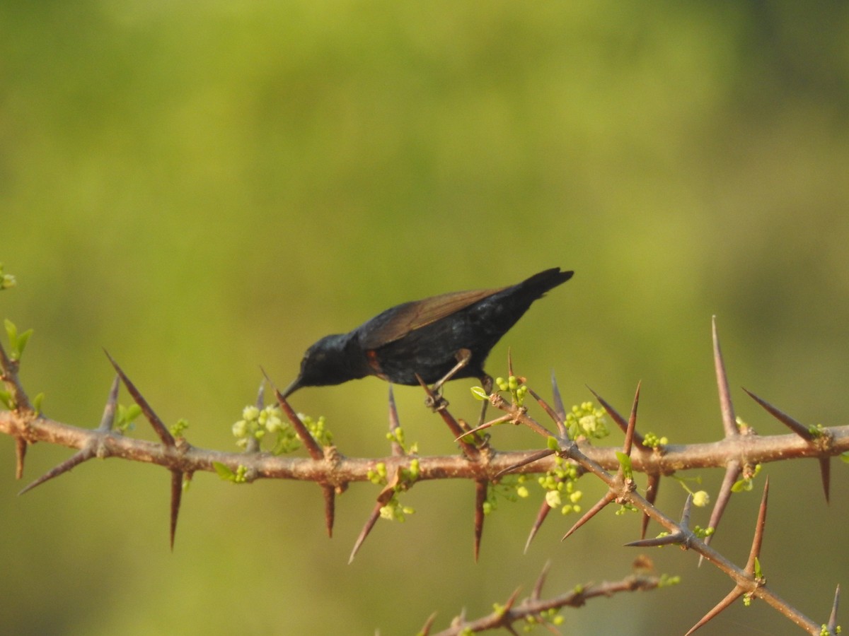 Purple Sunbird - ML195777421