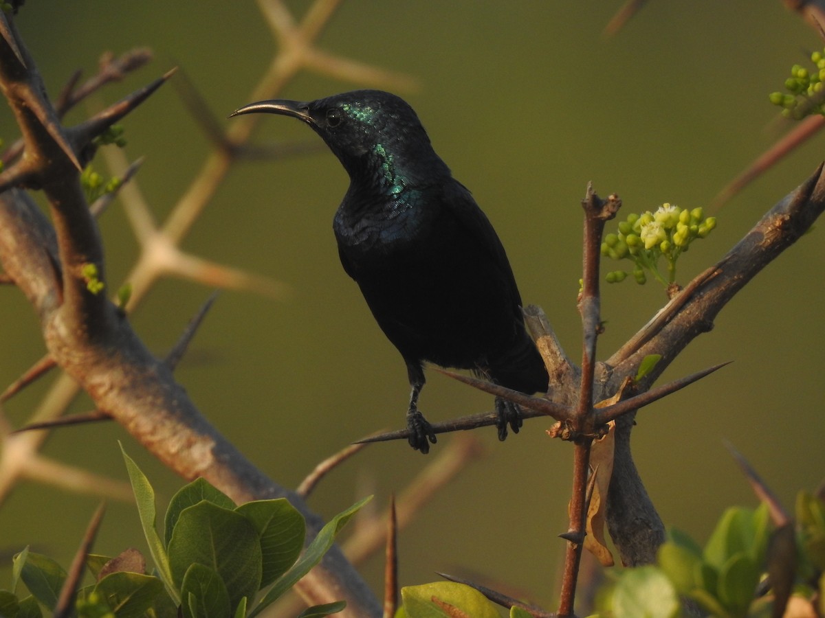 Purple Sunbird - ML195777441