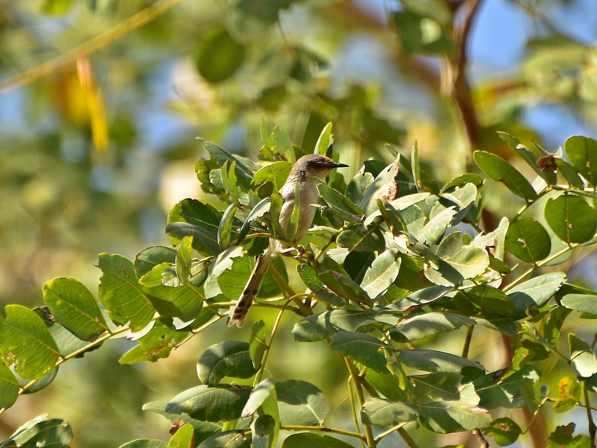 Gray-breasted Prinia - ML195777471