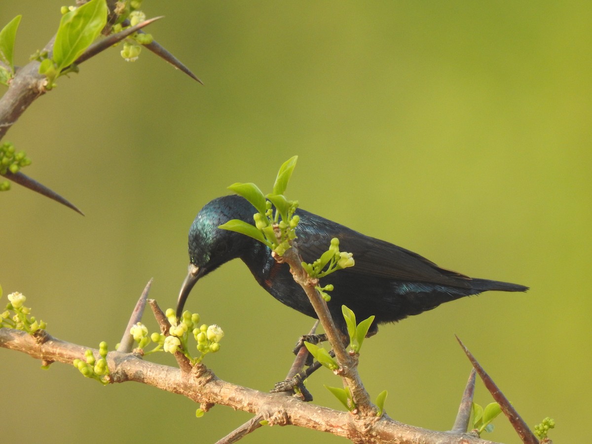 Purple Sunbird - ML195777531