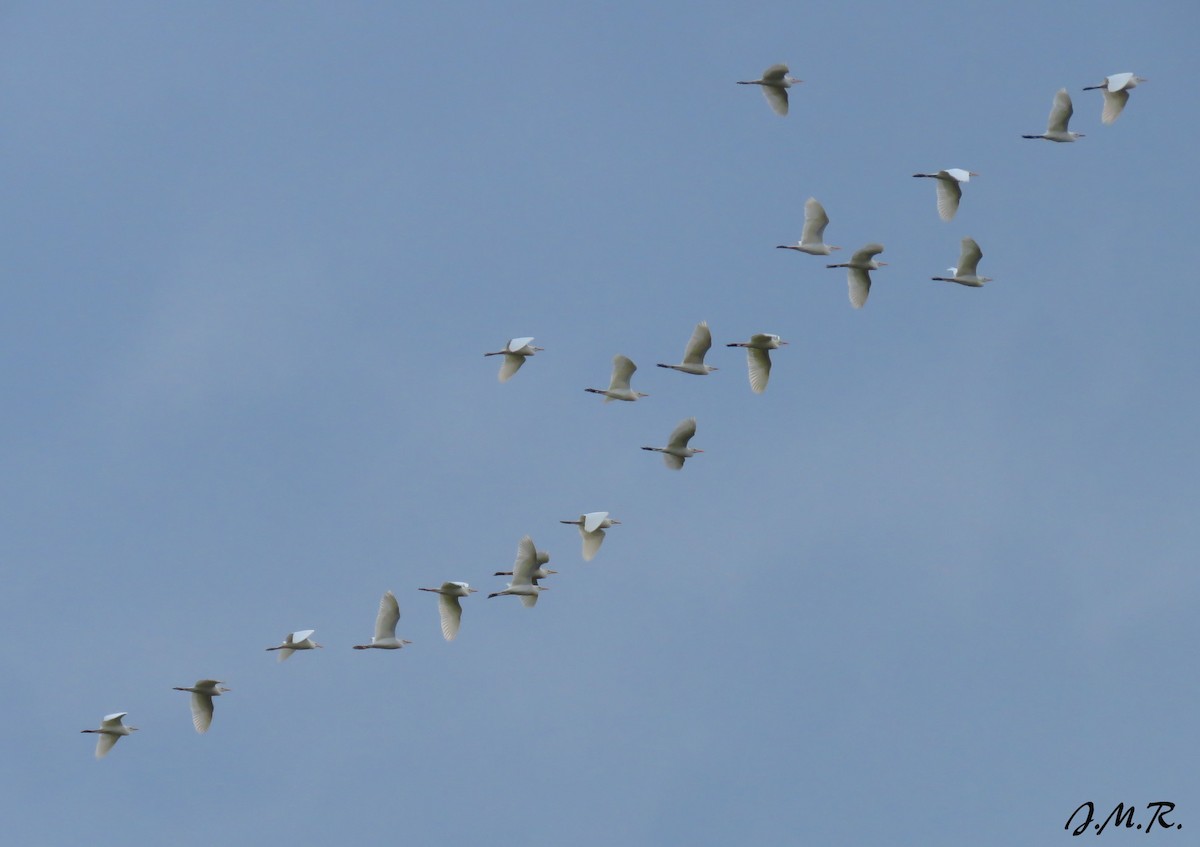 Great Egret - ML195777841