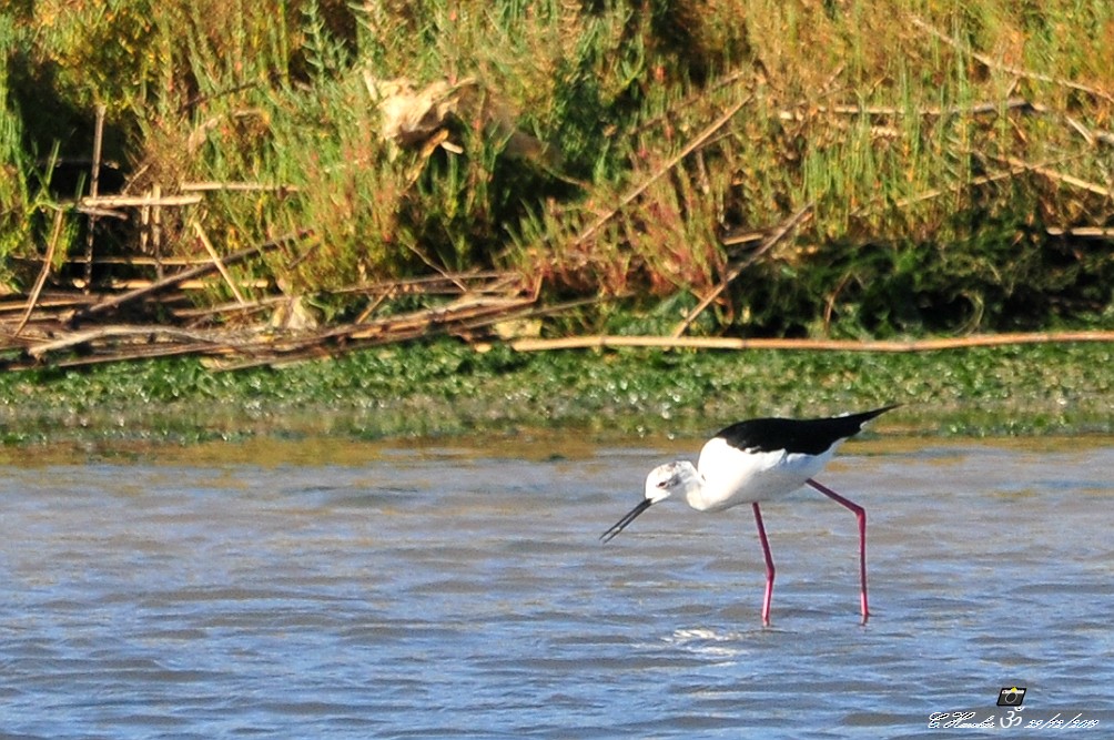 Black-winged Stilt - Carl  Hawker