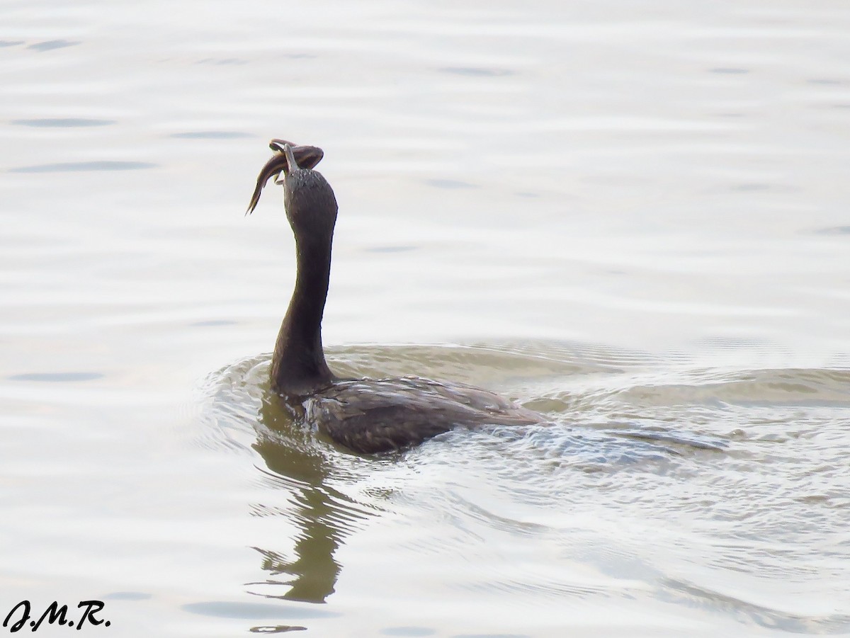 Neotropic Cormorant - ML195778061