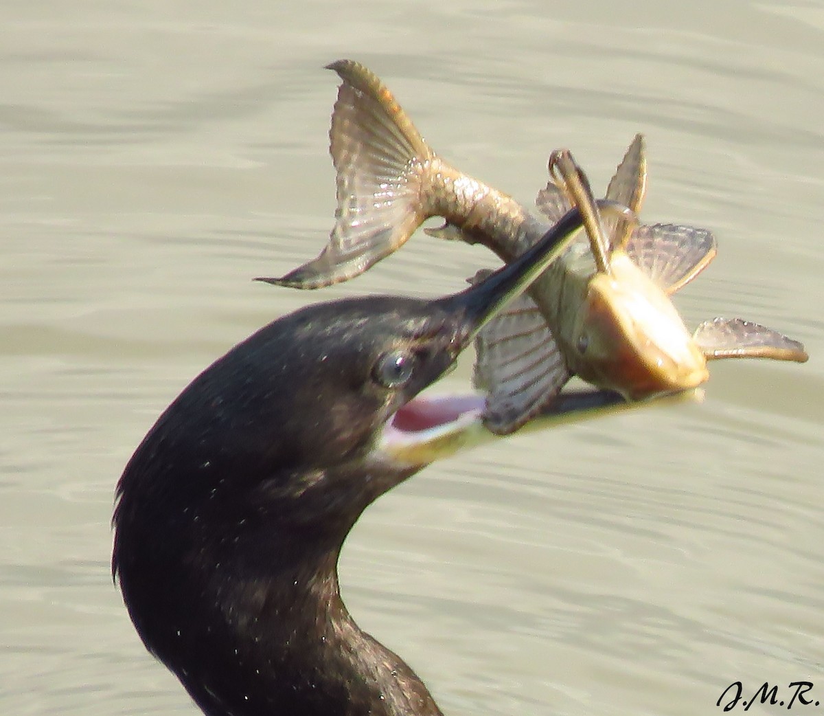 Neotropic Cormorant - Julián Retamoza