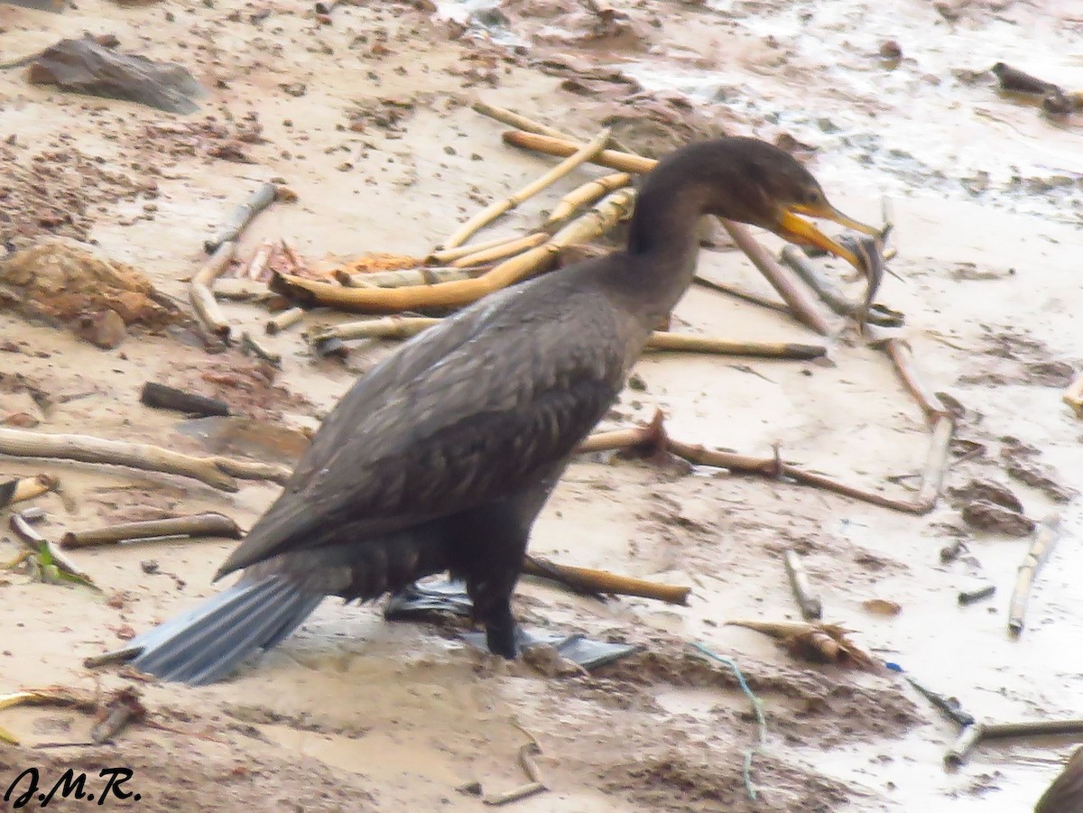 Neotropic Cormorant - ML195778091