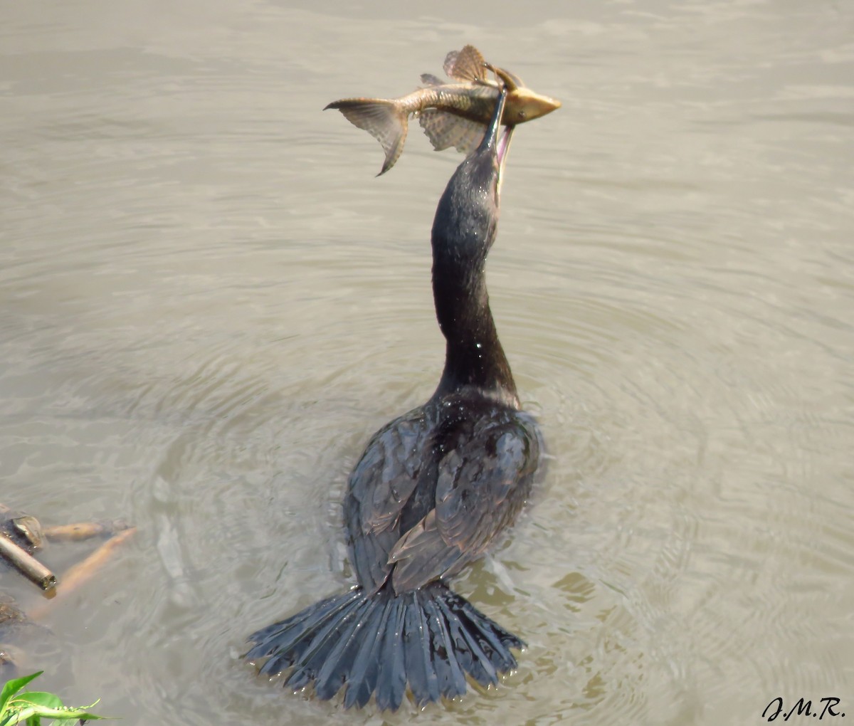 Cormorán Biguá - ML195778101