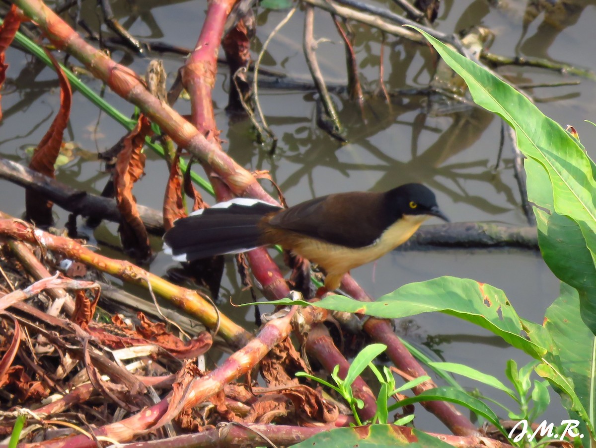 Black-capped Donacobius - ML195778231