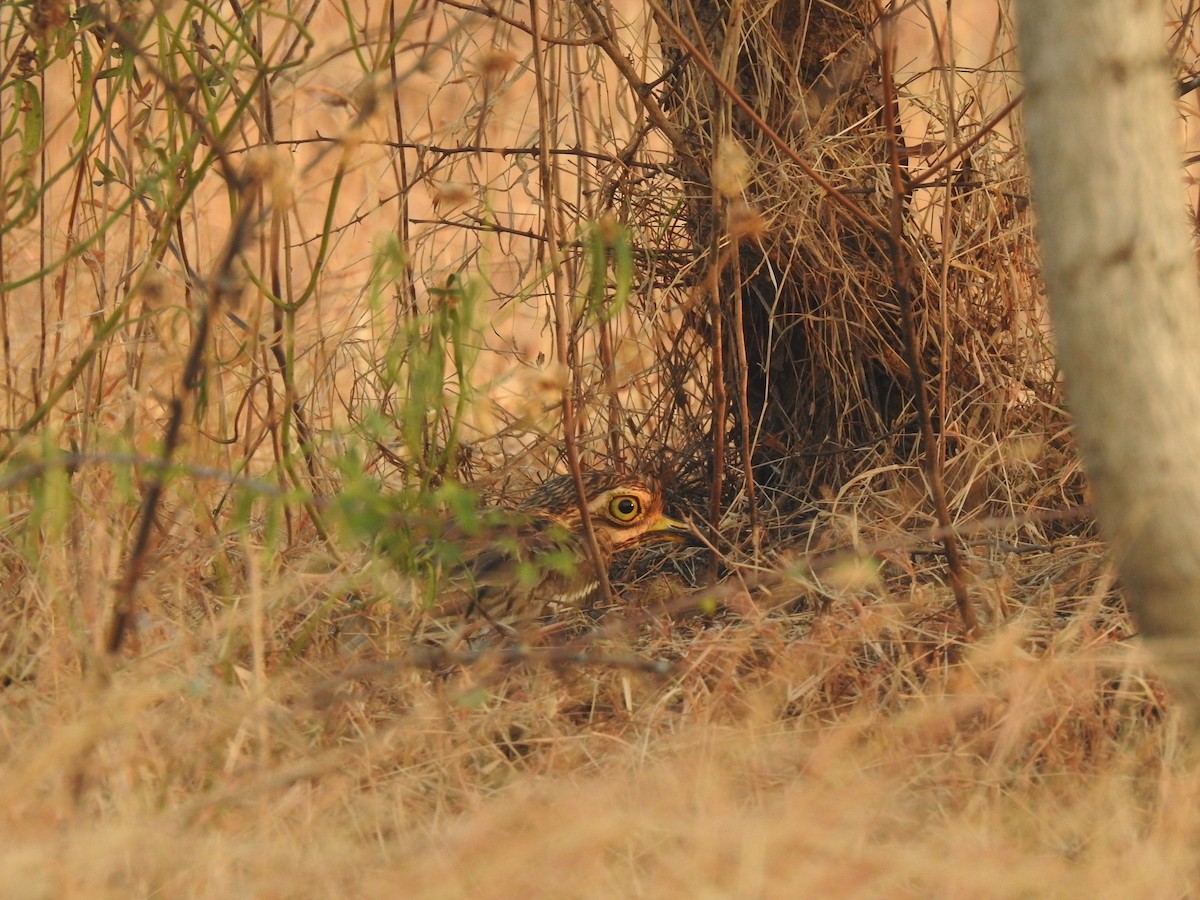 Indian Thick-knee - ML195778341