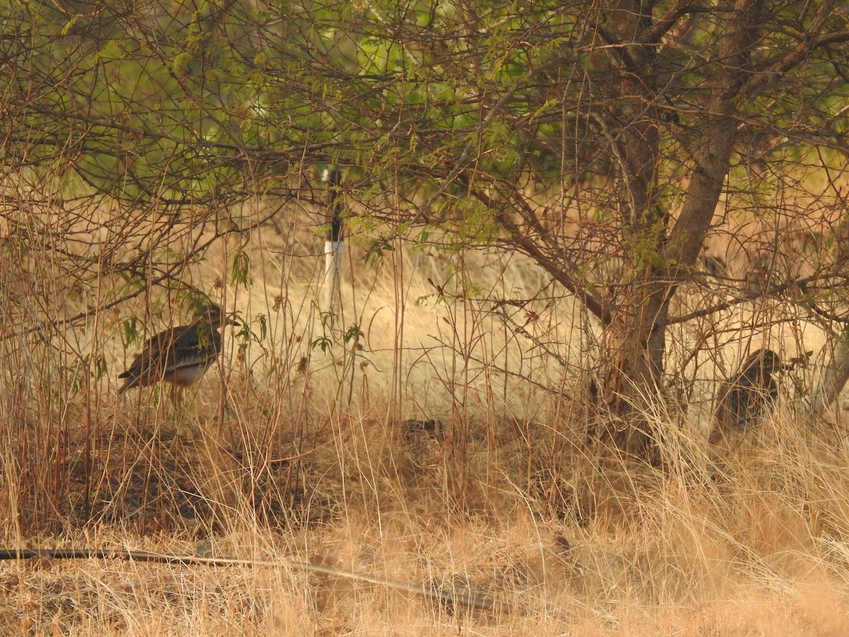 Indian Thick-knee - ML195778351