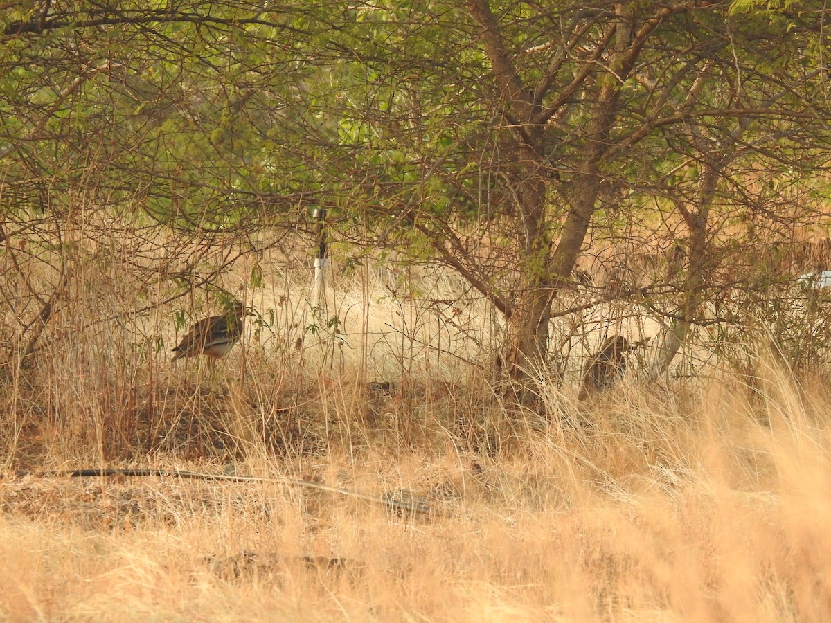 Indian Thick-knee - ML195778481