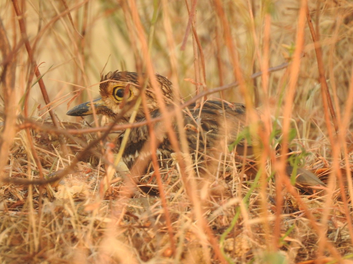 Indian Thick-knee - ML195778501