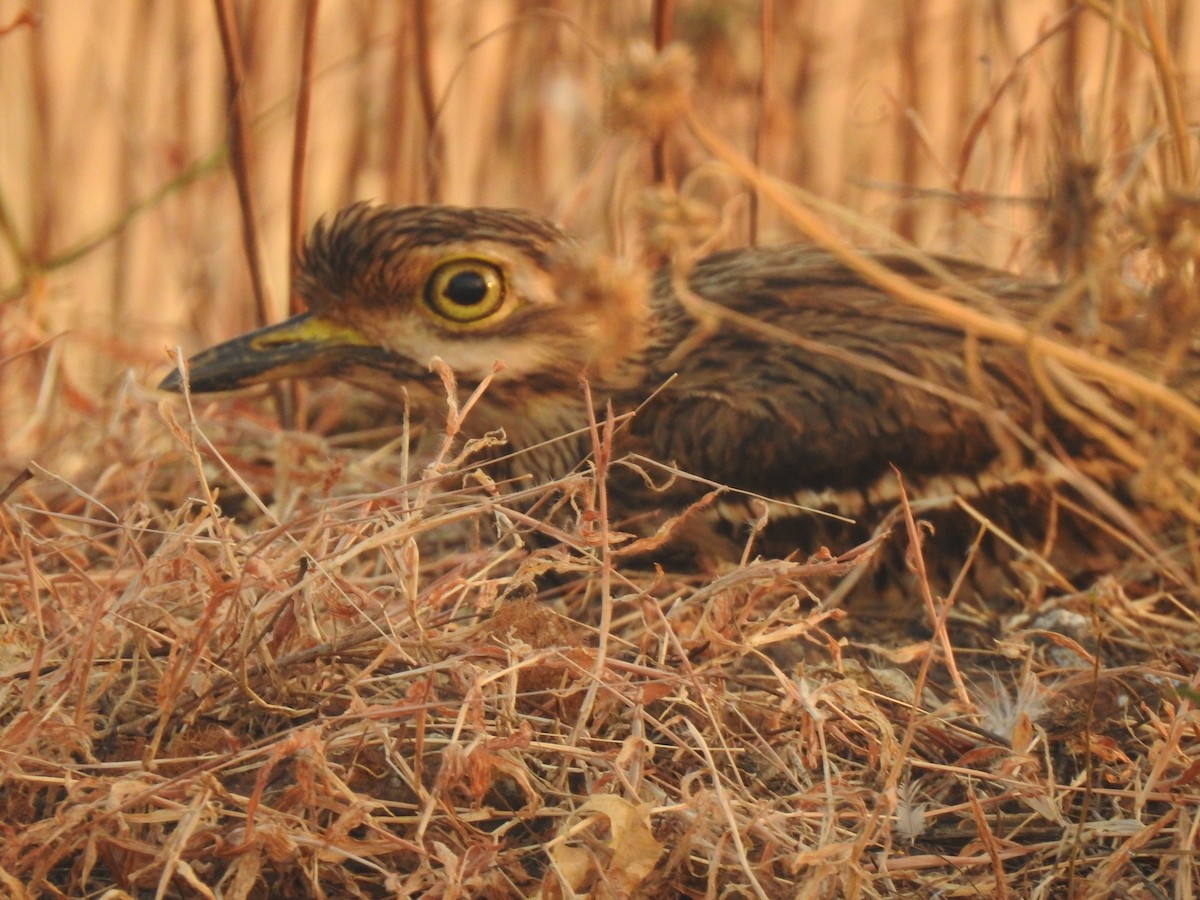 Indian Thick-knee - ML195778511