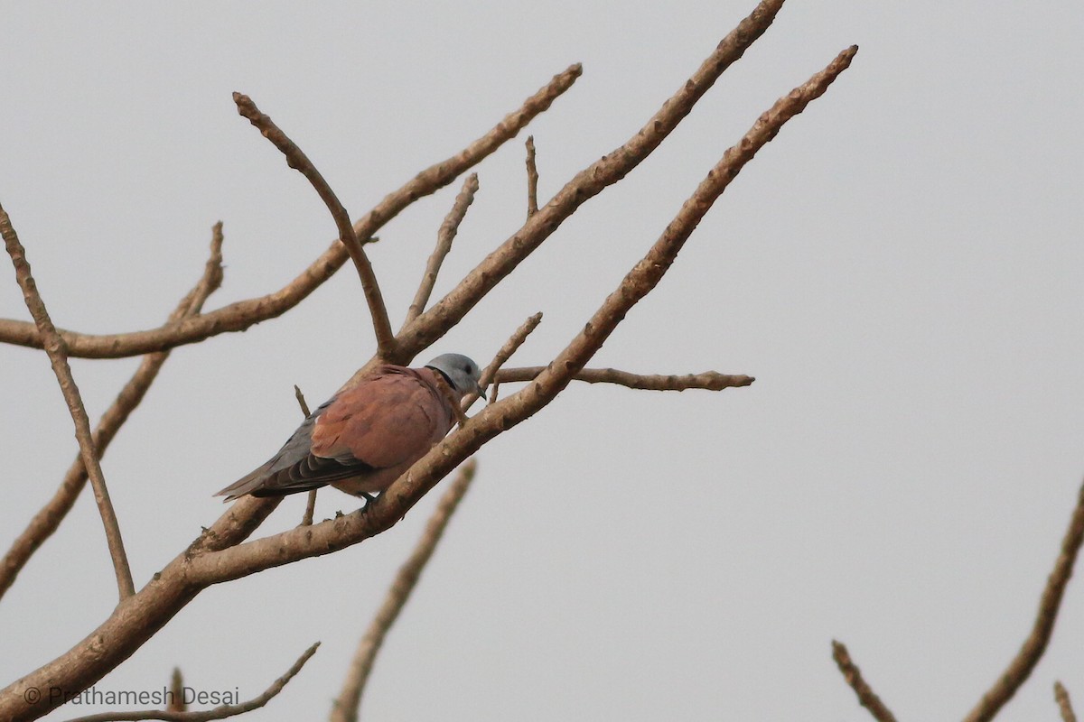 Red Collared-Dove - ML195780201