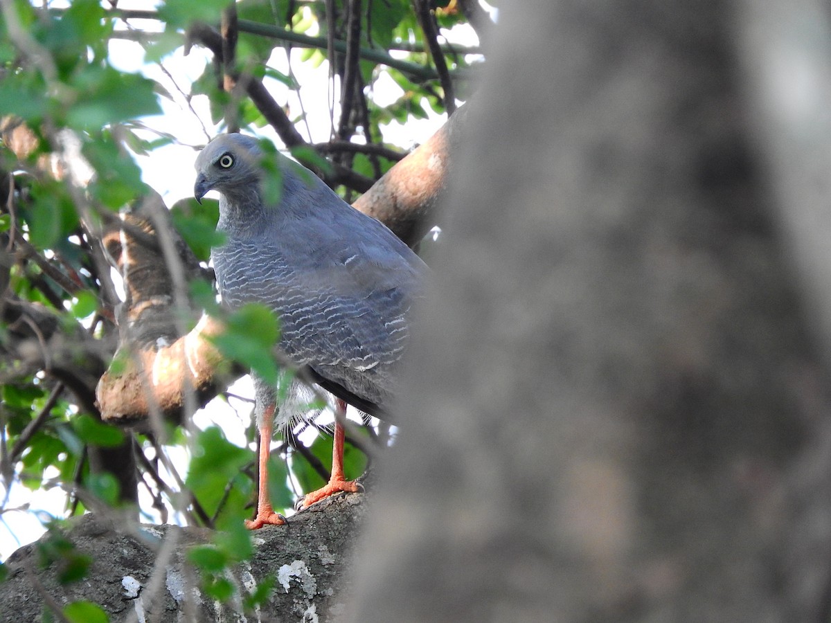 Crane Hawk - ML195780591