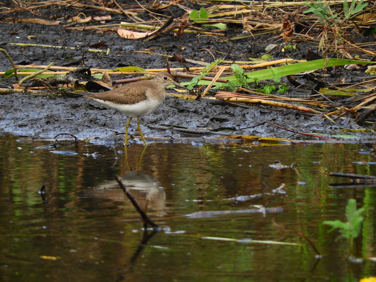 Solitary Sandpiper - ML195780701