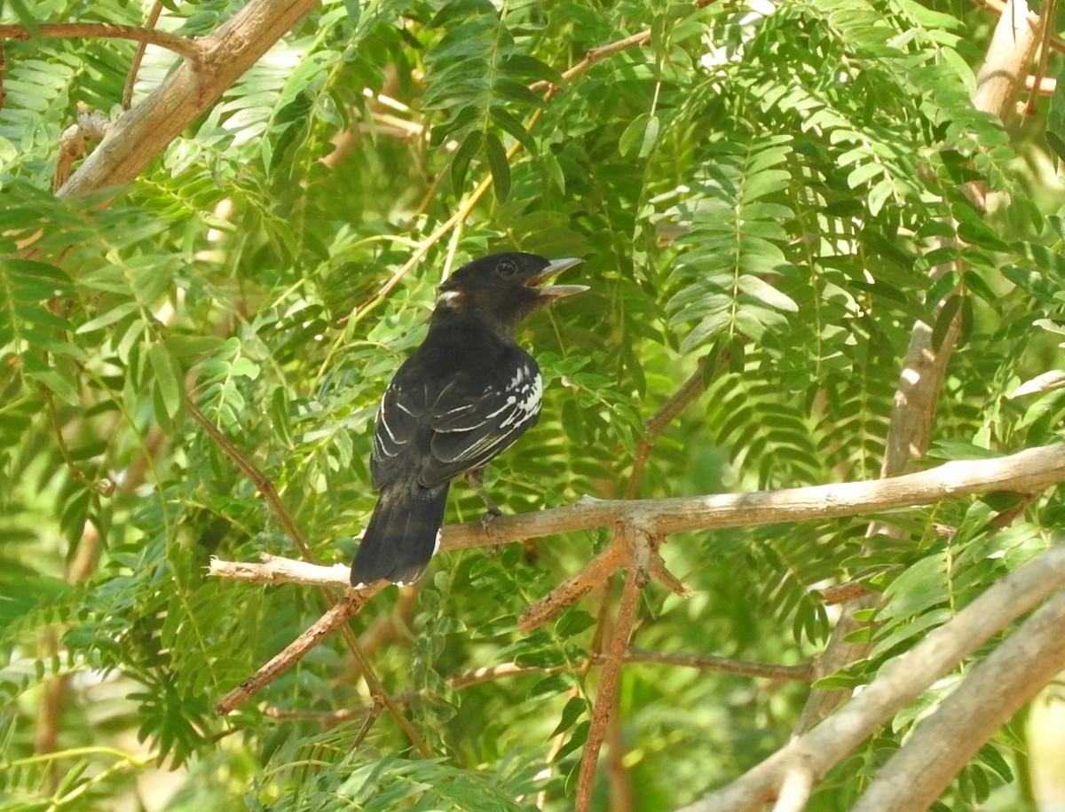 White-winged Becard - Luis Recalde