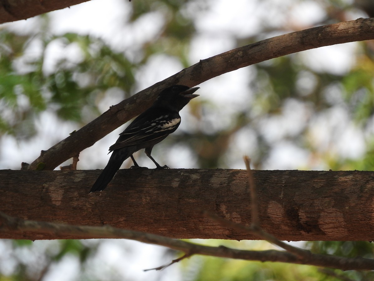 White-winged Becard - Luis Recalde