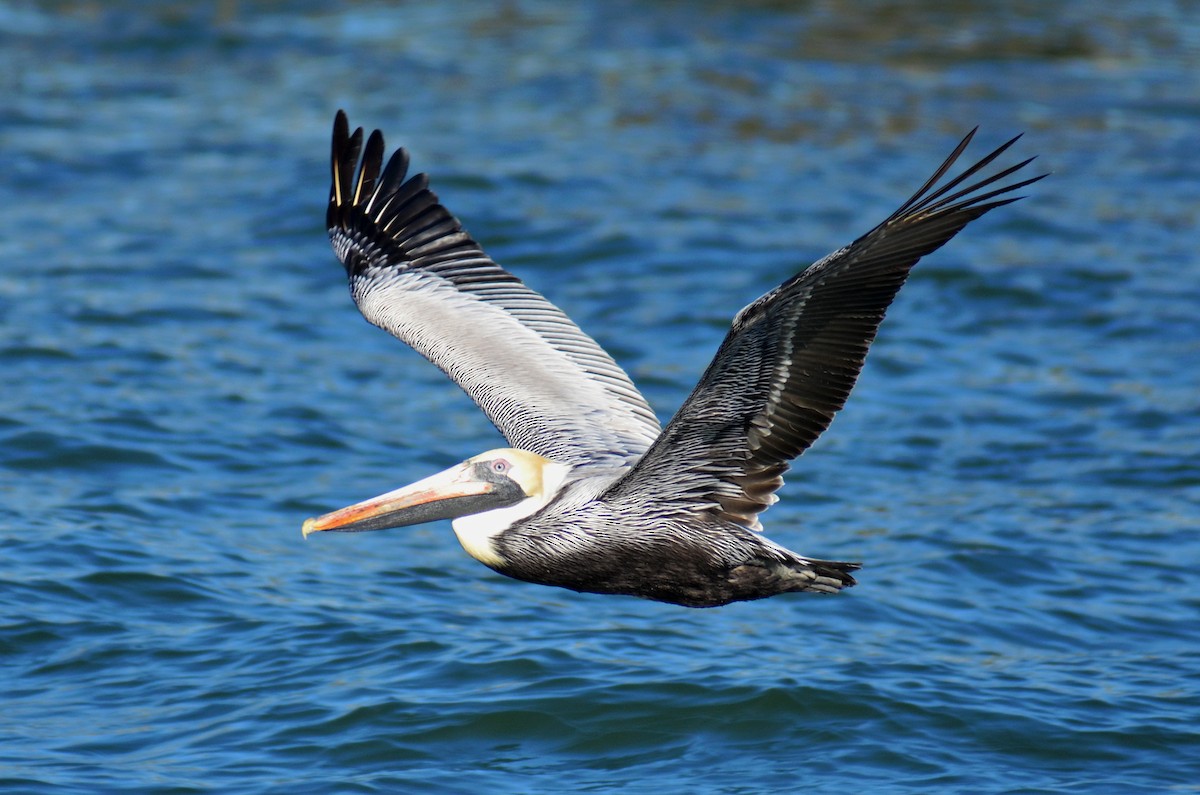 Brown Pelican - ML195783411