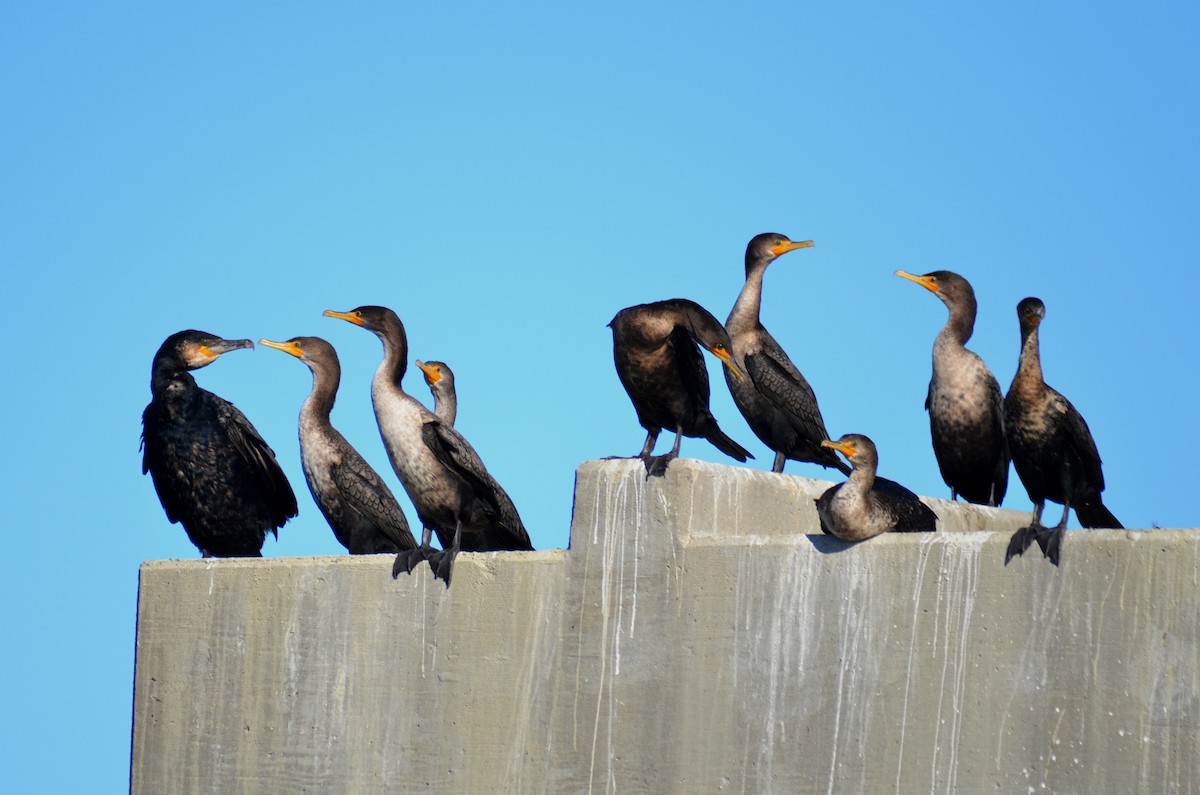 Great Cormorant - ML195785051